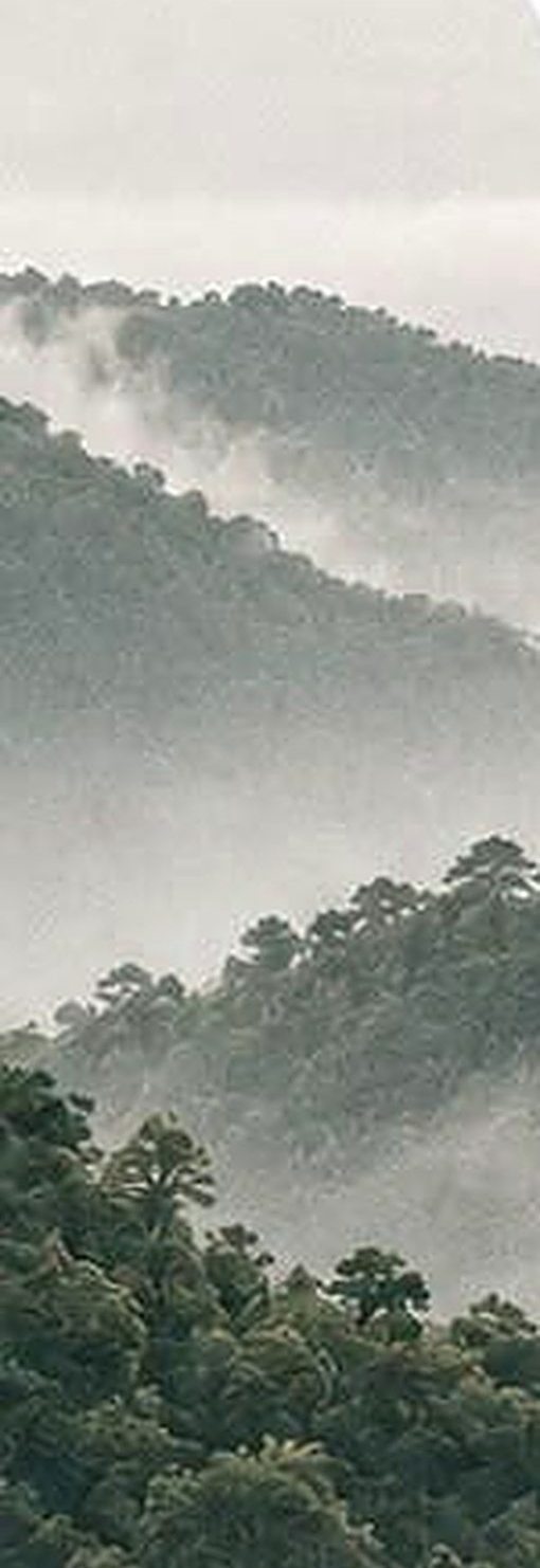 Mata atlântica com neblina em área de levantamento no Paraná